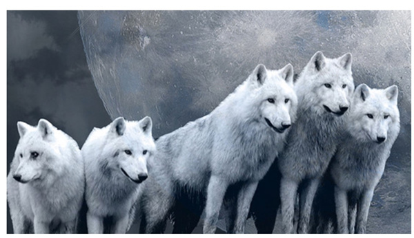 新時（shí）代的狼性精神！