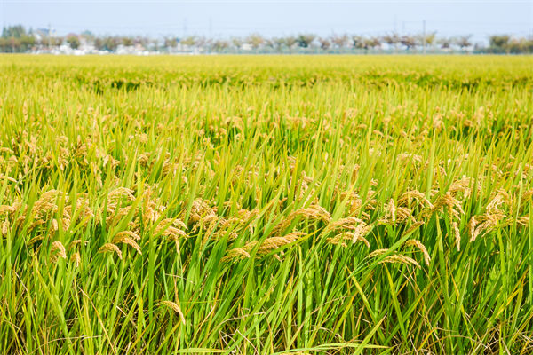 製造業分析（xī）：再（zài）這樣熱下去，全球的早餐都“懸（xuán）了”