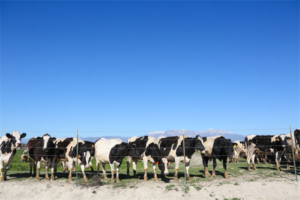 常溫（wēn）純牛奶中禁止添加複原乳，集成供應鏈怎麽看？