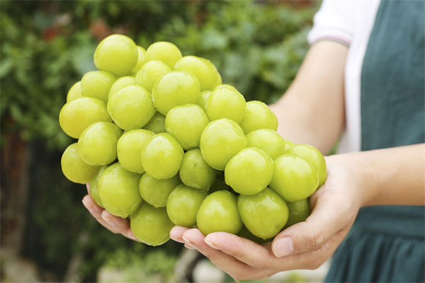 營銷（xiāo）管理谘詢分析：陽光玫瑰因何跌成“地板價（jià）”？